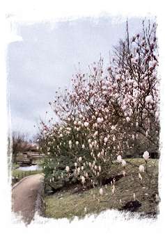 De superbes magnolias attirent le regard indpendamment du reste !