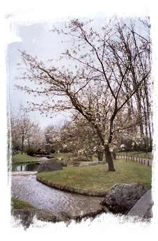 Le jardin japonais contient 250 cerisiers du Japon !
