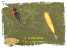 Jeune ide (poisson jaune-orange), jeune sarasa (robe rouge et noire).
