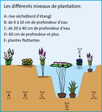 Niveaux de plantation aquatique