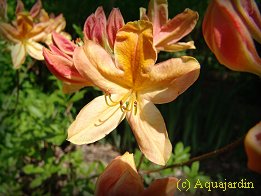 Azale mollis  fleurs orange