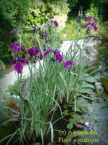Iris kaempferi 'variegata'