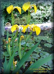 Iris pseudacorus ou Iris d'eau