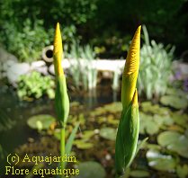 Iris pseudacorus ou Iris d'eau : boutons prts  s'ouvrir.