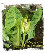 Lysichitum americanum ou Arum  feuilles de bananier