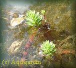 Myriophyllum brasiliense ou volant d'eau (photo prise au printemps)