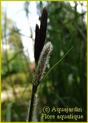 Typha augustifolia : pis mle et femelle